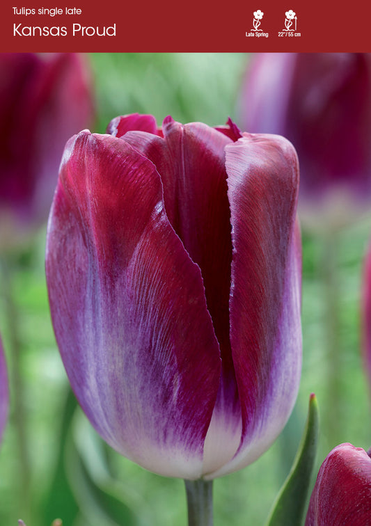 Tulip Kansas Proud