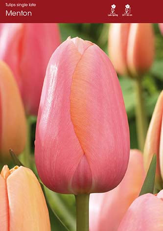 Tulip Menton