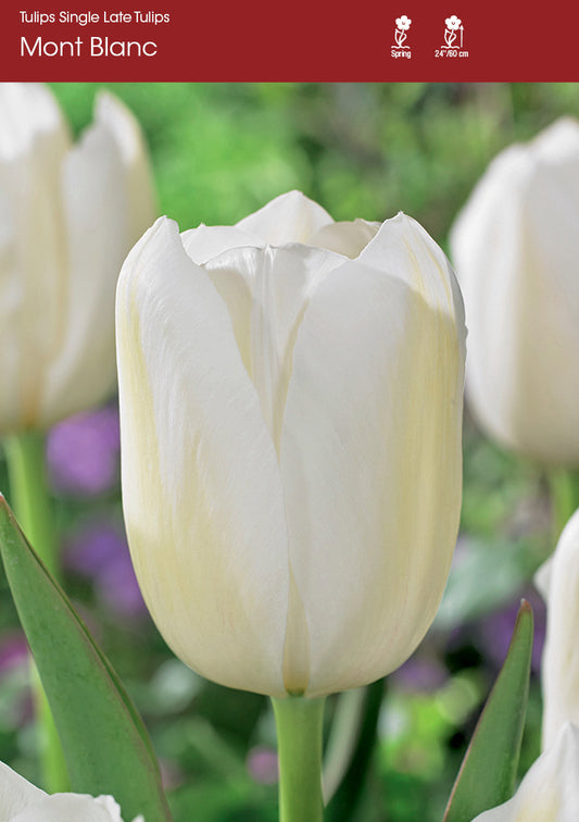 Tulip Mont Blanc