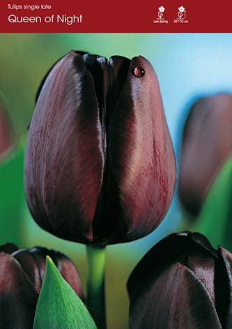 Tulip Queen of Night