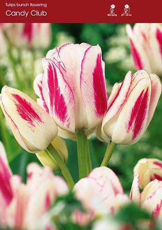 Tulip Candy Club