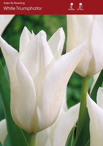 Tulip White Triumphator