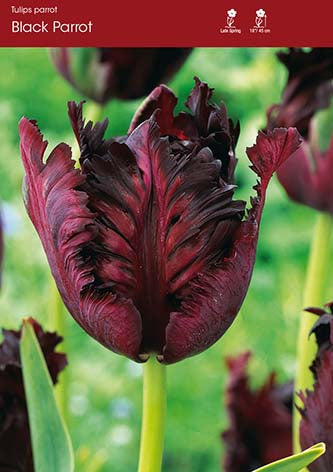 Tulip Black Parrot