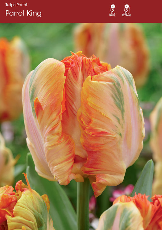 Tulip Parrot King