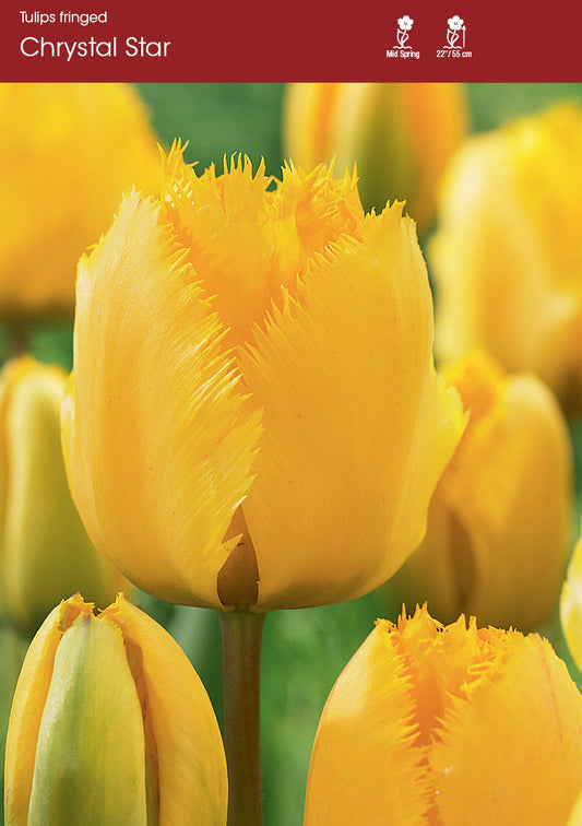 Tulip Crystal star