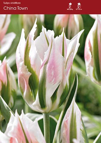 Tulip China Town