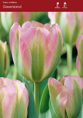 Tulip Greenland
