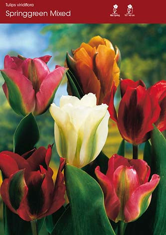 Tulip Mixed Spring Green