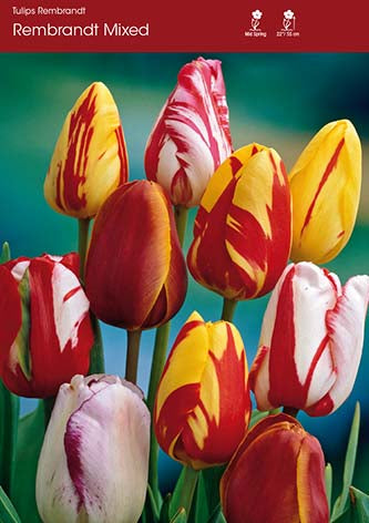 Tulip Rembrandt Mixed