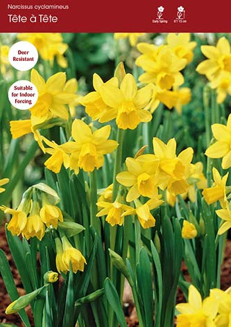 Narcissus Tete a Tete