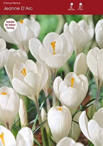 Crocus Jeanne D'Arc