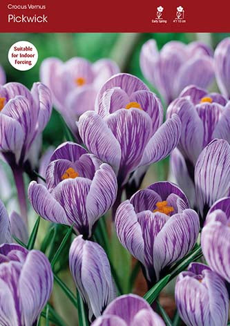 Crocus Pickwick