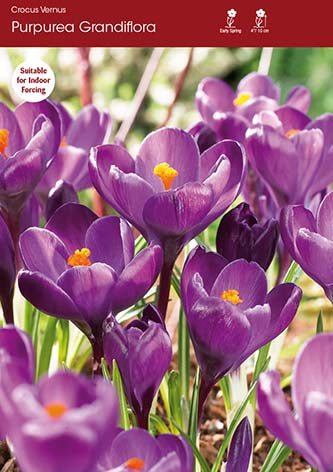 Crocus Purpureus Grandiflorus