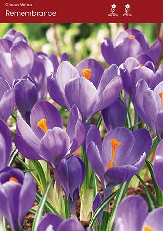 Crocus Remembrance