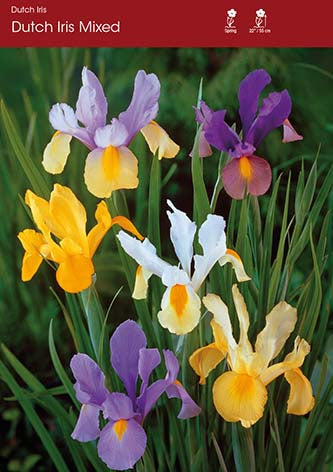 Dutch Iris Mixed