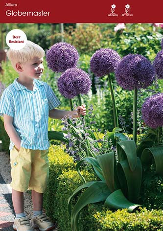 Allium Globemaster
