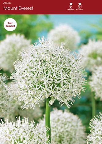 Allium Mount Everest