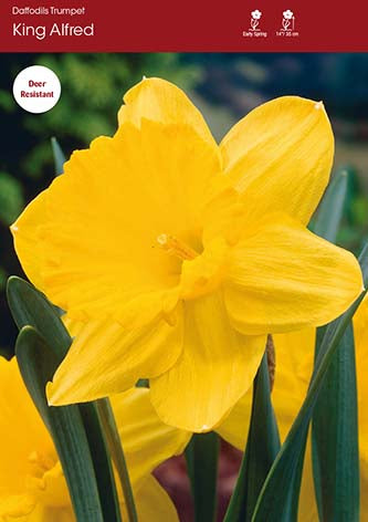 Narcissus King Alfred