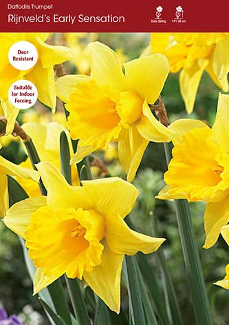 Narcissus Rijnveld's Early Sensation
