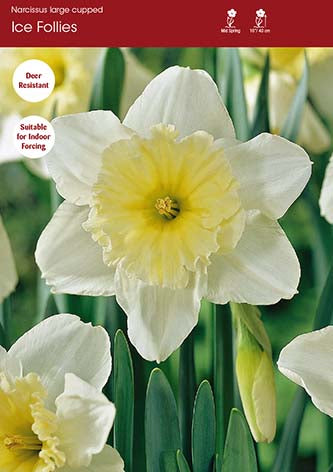 Narcissus Ice Follies