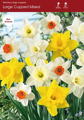 Narcissus Mixed Large Cupped