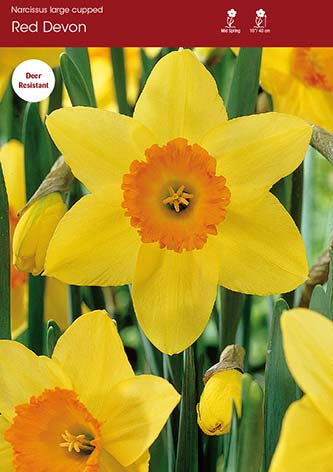 Narcissus Red Devon
