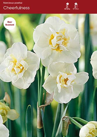 Narcissus Cheerfulness