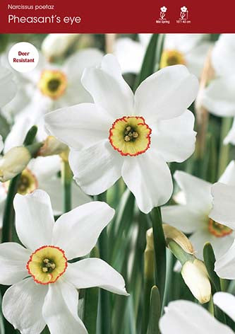 Narcissus Pheasant's Eye
