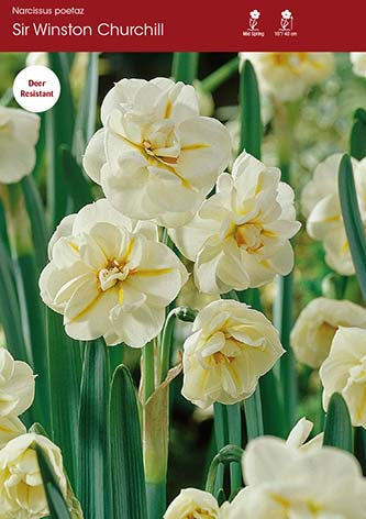 Narcissus Sir Winston Churchill