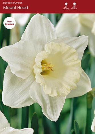 Narcissus Mount Hood