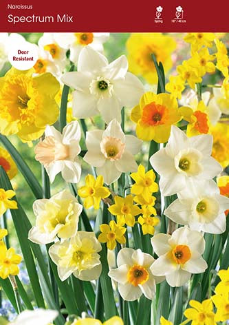 Narcissus Spectrum Mixed