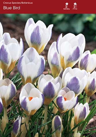 Crocus Blue Bird