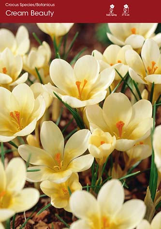 Crocus Cream Beauty