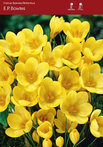 Crocus E.P. Bowles