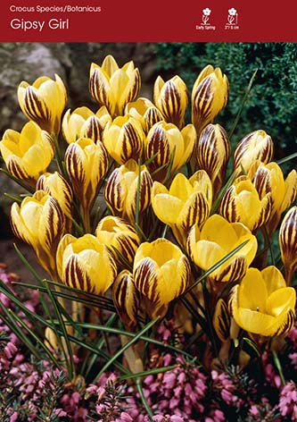 Crocus Gipsy Girl