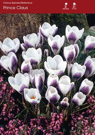 Crocus Prince Claus
