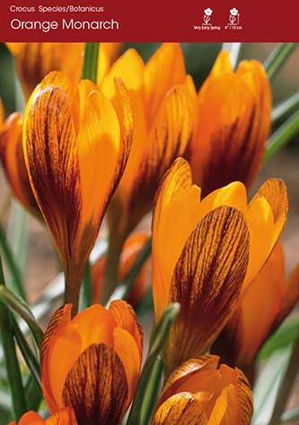 Crocus Orange Monarch