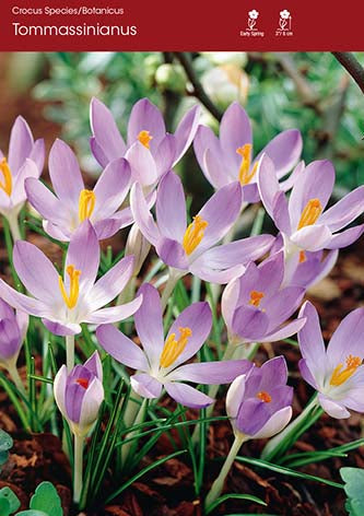 Crocus Tommasinianus