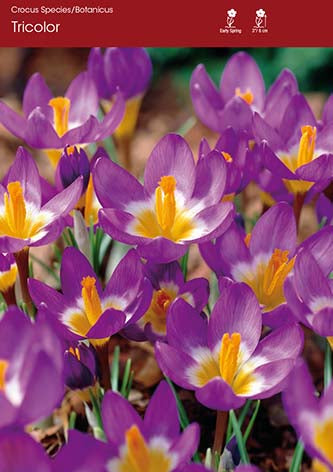Crocus Tricolor