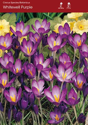 Crocus Whitewell Purple