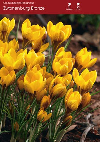 Crocus Zwanenburg Bronze