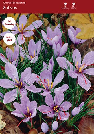 Crocus Sativus