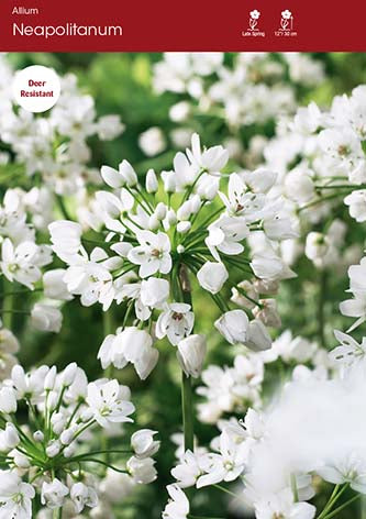 Allium Neapolitanum