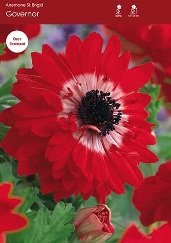 Anemone St Brigid Governor