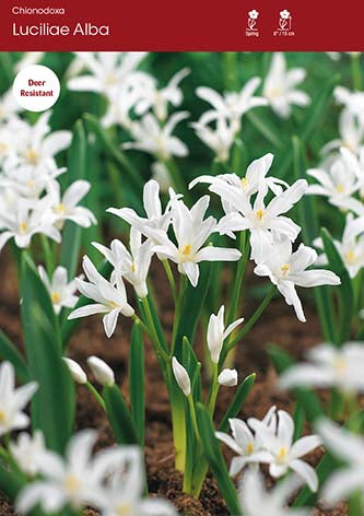 Chionodoxa Lucilliae Alba