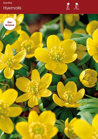 Eranthis Hyemalis