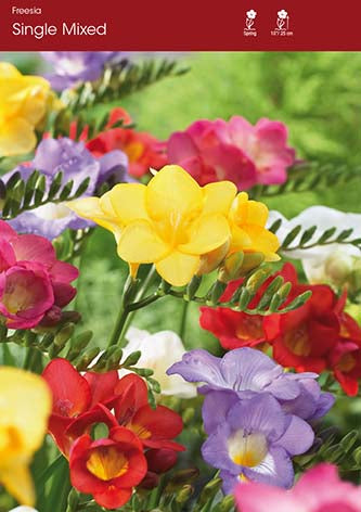 Freesia Single Mixed