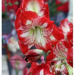 Amaryllis Minerva