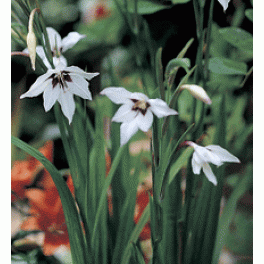Acidenthera Gladiolus Murielae (Prepacked)