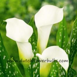 Calla Albomaculata